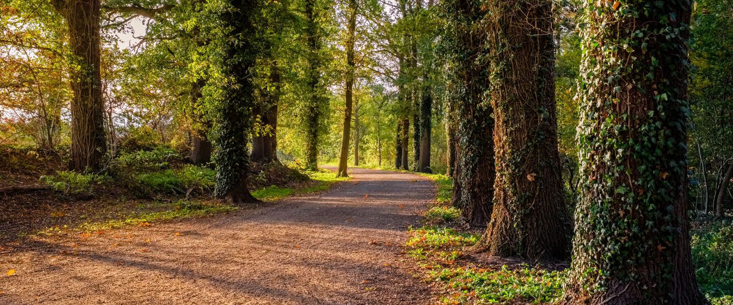 shutterstock_1353493295