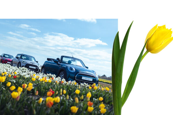 MINI tulp
